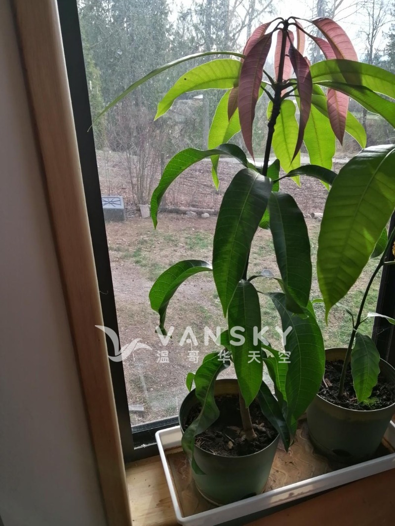 230319093455_mango tree.jpeg